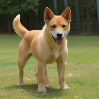carolina dog breed
