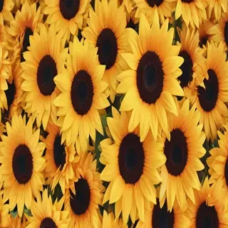 iphone cute sunflower wallpaper