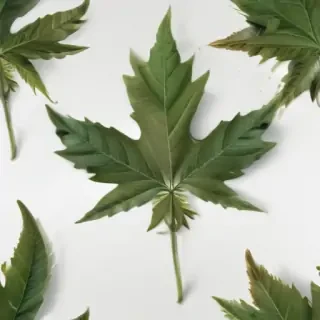 pot leaf png