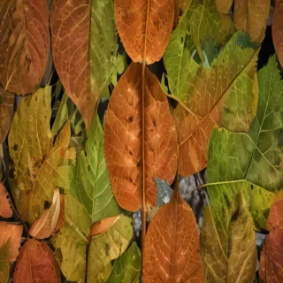 leaves transparent