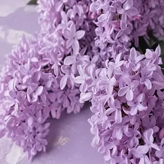 lilac aesthetic