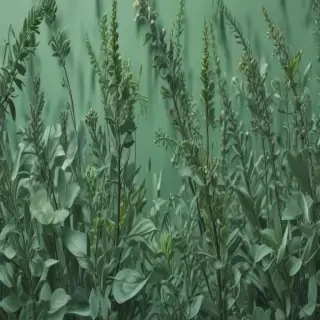 sage green aesthetic background