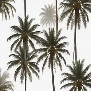 palm trees transparent