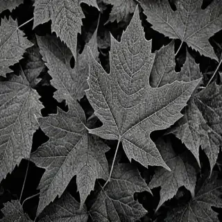leaf images black and white