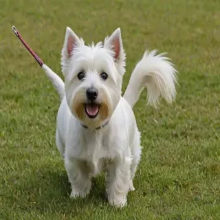 west highland terrier