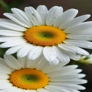daisy desktop wallpaper