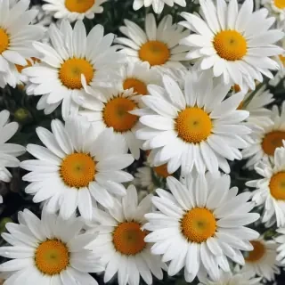iphone daisy wallpaper