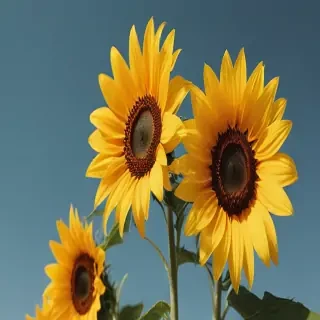 aesthetic sunflower background