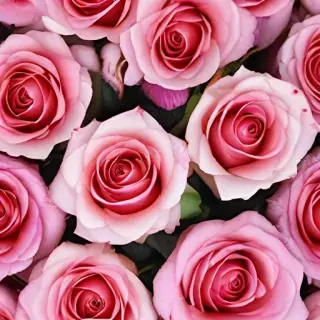 full screen rose wallpaper hd