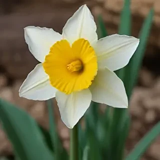 daffodil flower