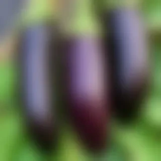 new eggplant friday