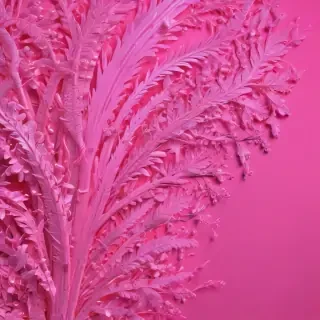 neon pink bg