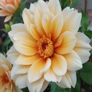 flower background iphone