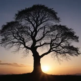 trees silhouette png