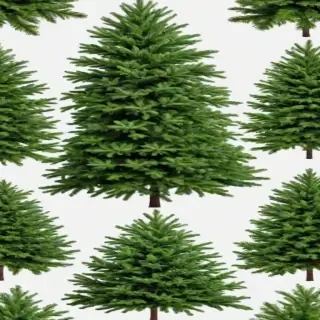 christmas trees png