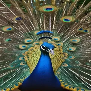 peacock png