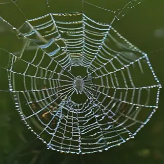 spiderweb