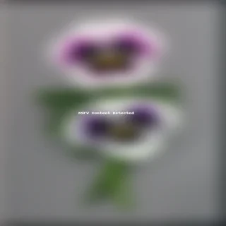 pansy flower