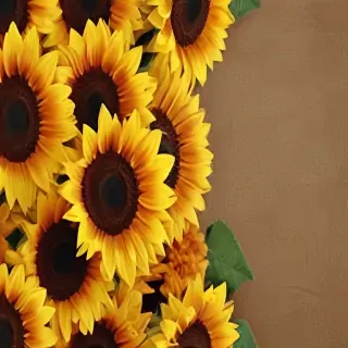 sunflower iphone background