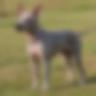 american hairless terrier