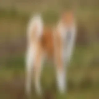 icelandic sheepdog