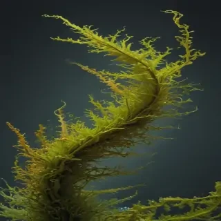 seaweed png