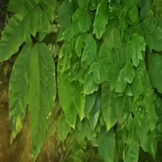 green leaf background