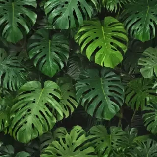 monstera background