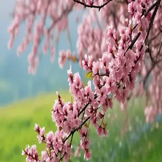springtime iphone wallpaper