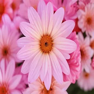 wallpaper iphone flower