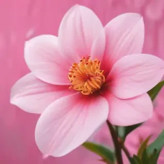 cute pink wallpaper iphone