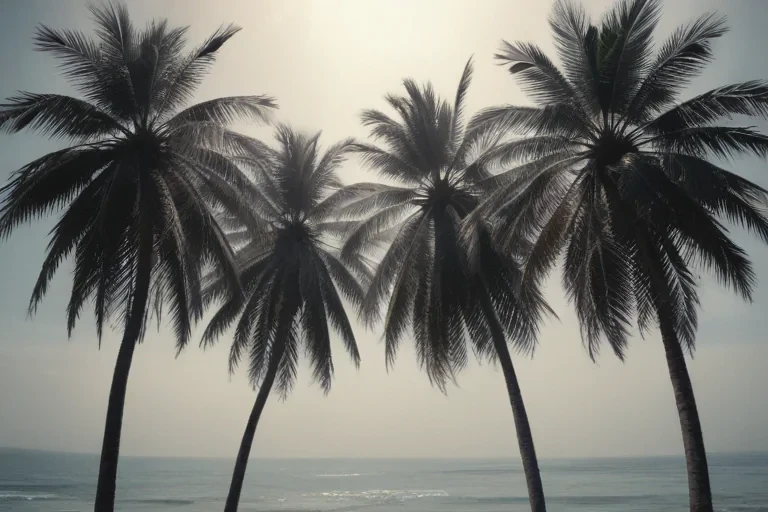 palm trees transparent