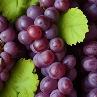grape png