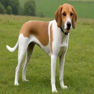 english foxhound