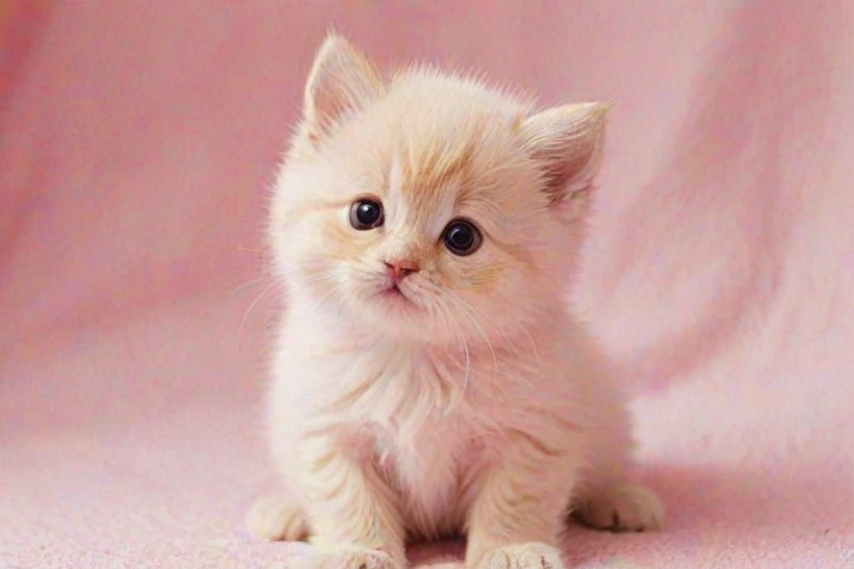 cute pink picture