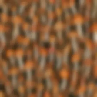mushrooms png