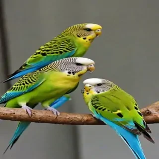 budgies