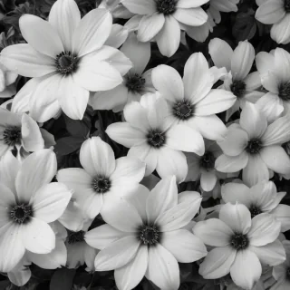 black and white flower background