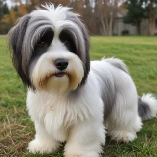 lowchen dog breed