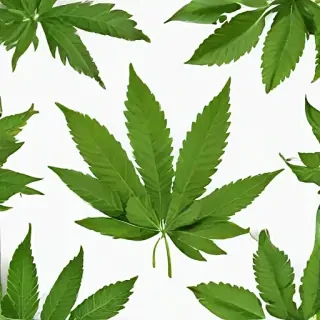 pot leaf png
