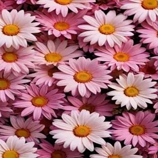 flowers iphone wallpaper