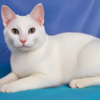 turkish van cat breed