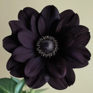 black flower
