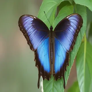 blue morpho butterfly