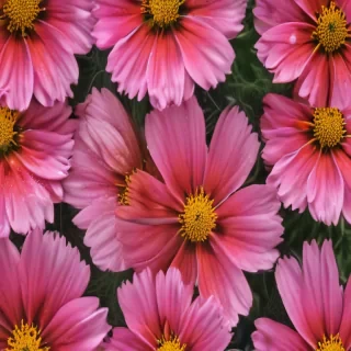 cosmos flower