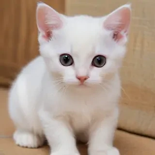 dragon li cat breed