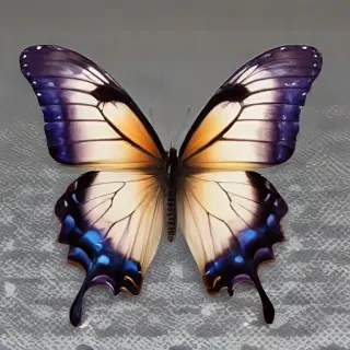 transparent background butterfly png