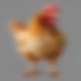 chicken transparent