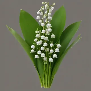 lily of the valley png