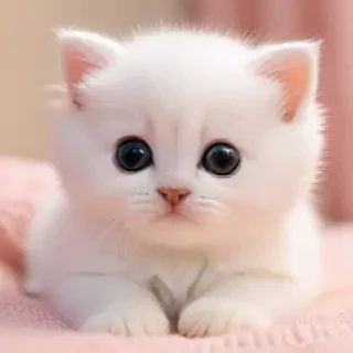 love cute cat wallpaper